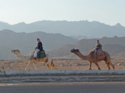 Sinai Beduinen auf Kamelen
