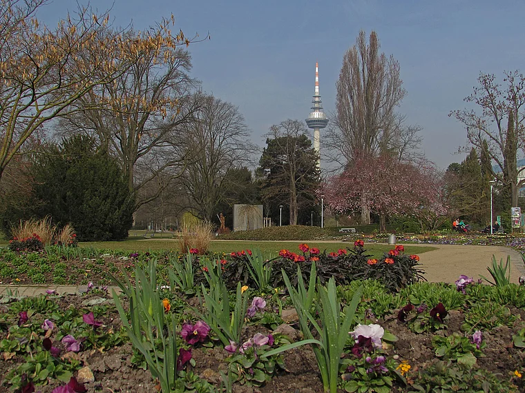 Mannheim Luisenpark Frühlingsblumen