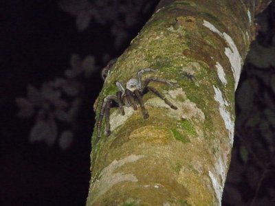 Malaysia Taman Negara Tarantel