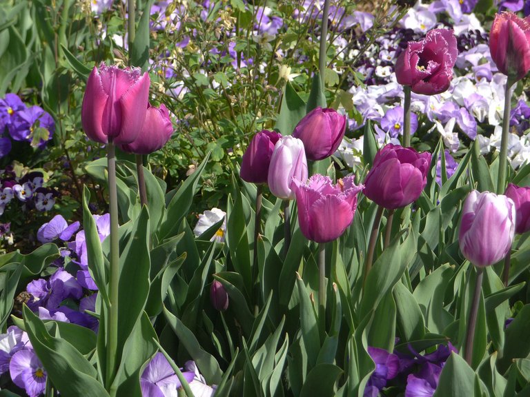 Koblenz Bundesgartenschau rosa und lila Tulpen