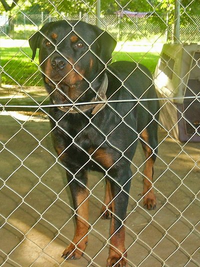 Venezuela Hato Nuevo Rottweiler Adolf