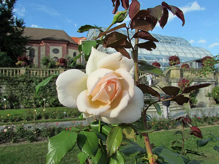 Insel Mainau Rose groß