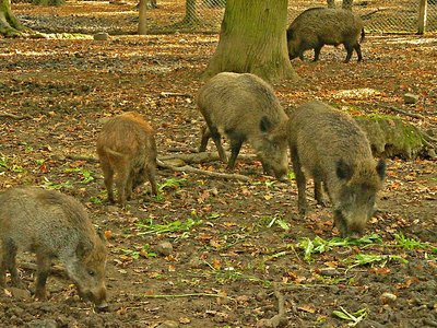 Springe Saupark Wildschweine