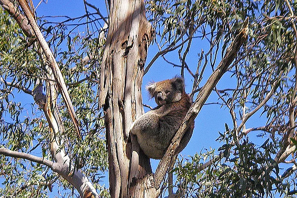 Australiens Otway National Park Koala