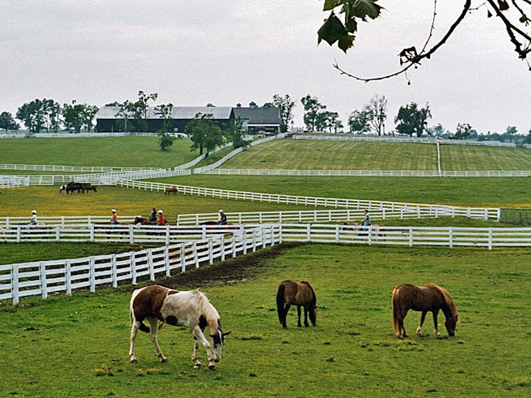 Kentucky Pferde weiße Weidezäune