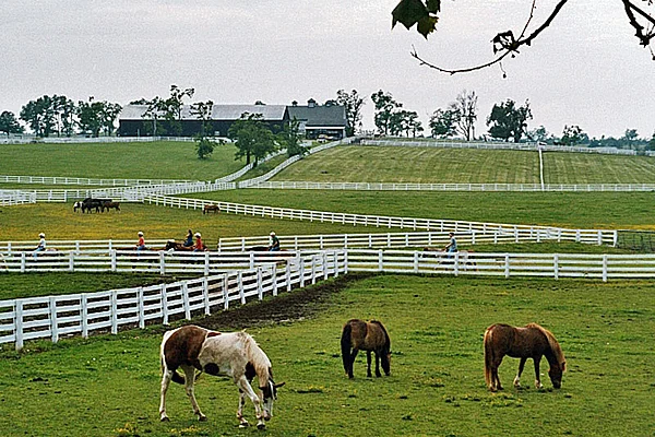 Kentucky Pferde weiße Weidezäune