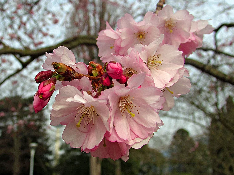 Mannheim Luisenpark Kirschblüte