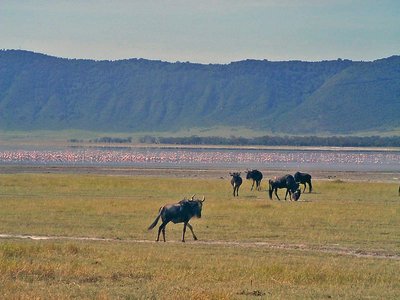 Tansania Ngorongoro 2 Gnus