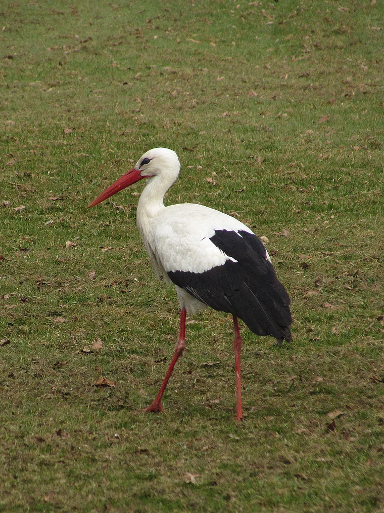 Mannheim Luisenpark Storch