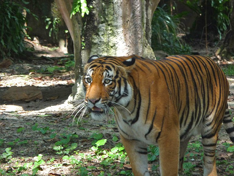 Kuala Lumpur Zoo Malaysischer Tiger