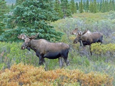 Alaska Denali National Park Elche