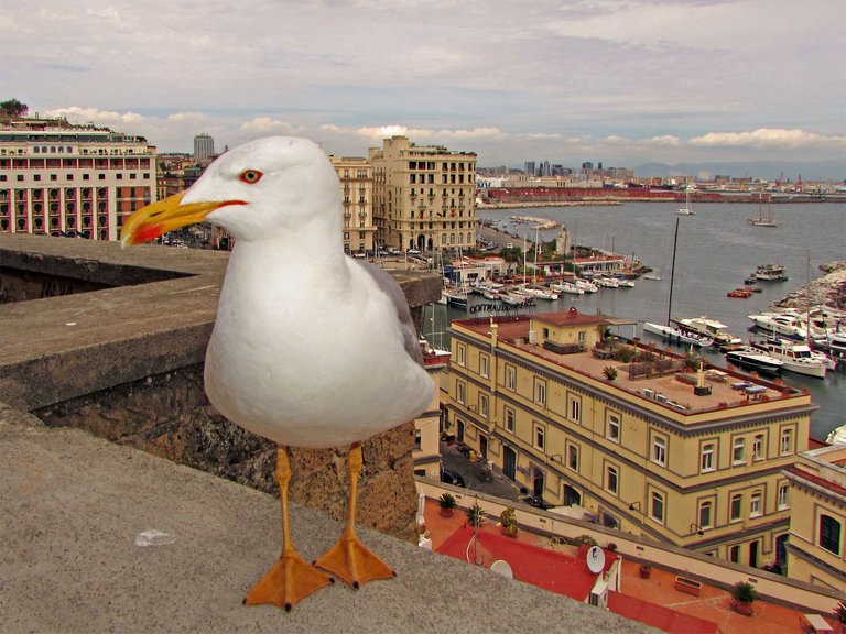 Neapel Castel dell'Oro Möwe auf der Mauer