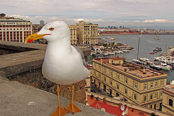 Neapel Castel dell'Oro Möwe auf der Mauer
