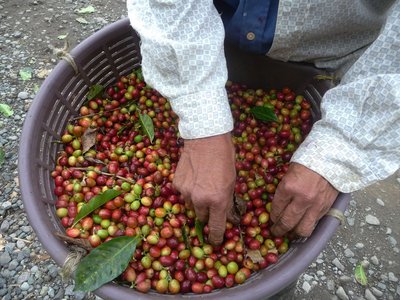 Costa Rica Valle de Orosi gepflückte Kaffeekirschen im Korb