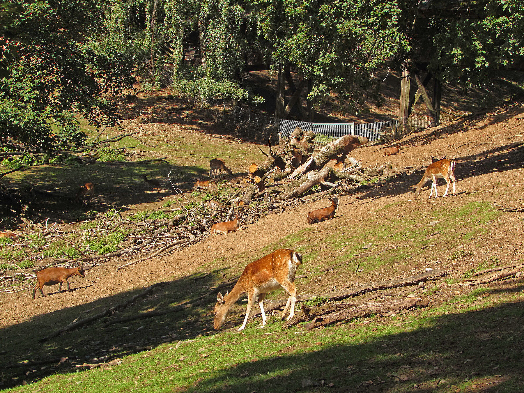 Fürth Odenwald Bergtierpark total