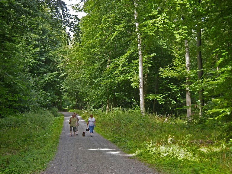Elm Buchenwald Spaziergängerinnen