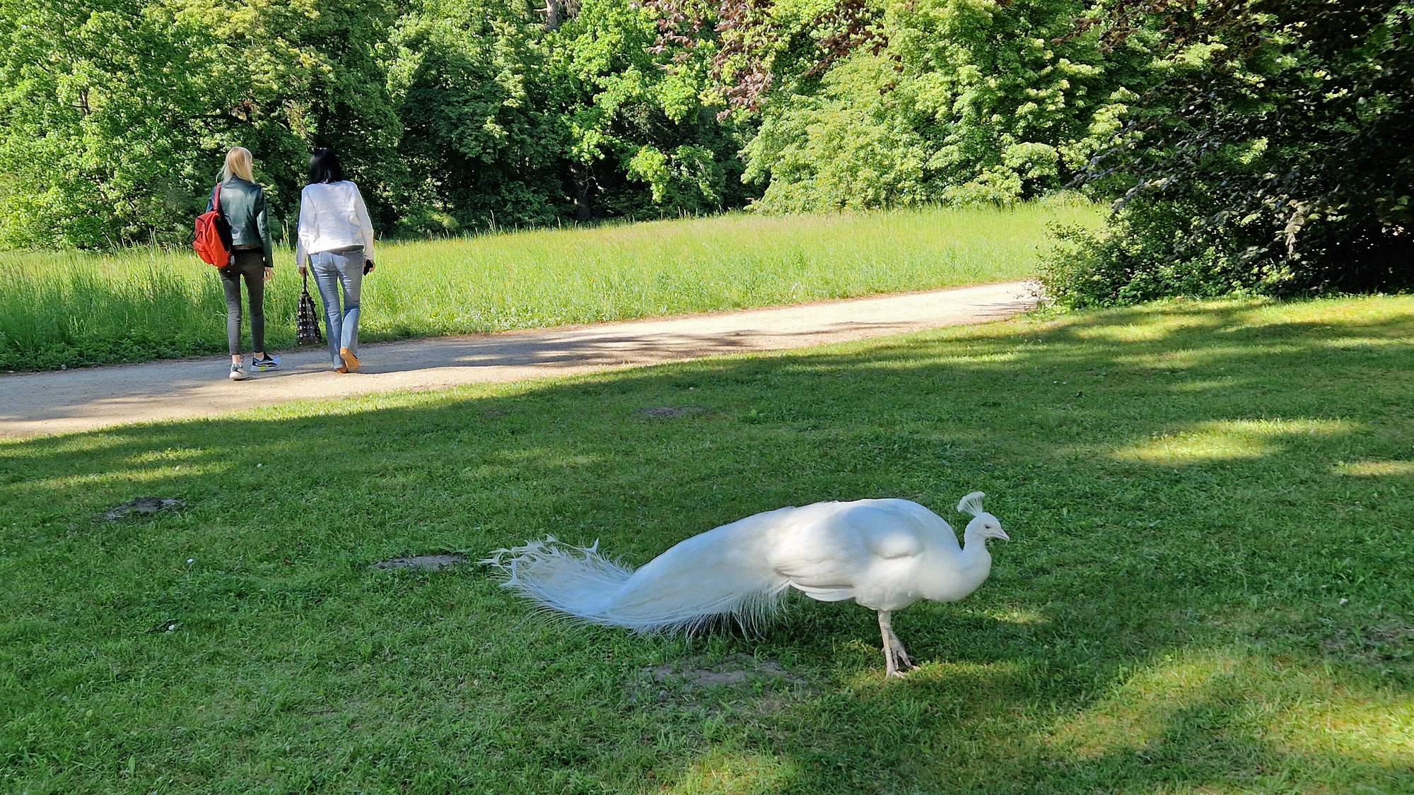 Berlin Wannsee Pfaueninsel Pfau