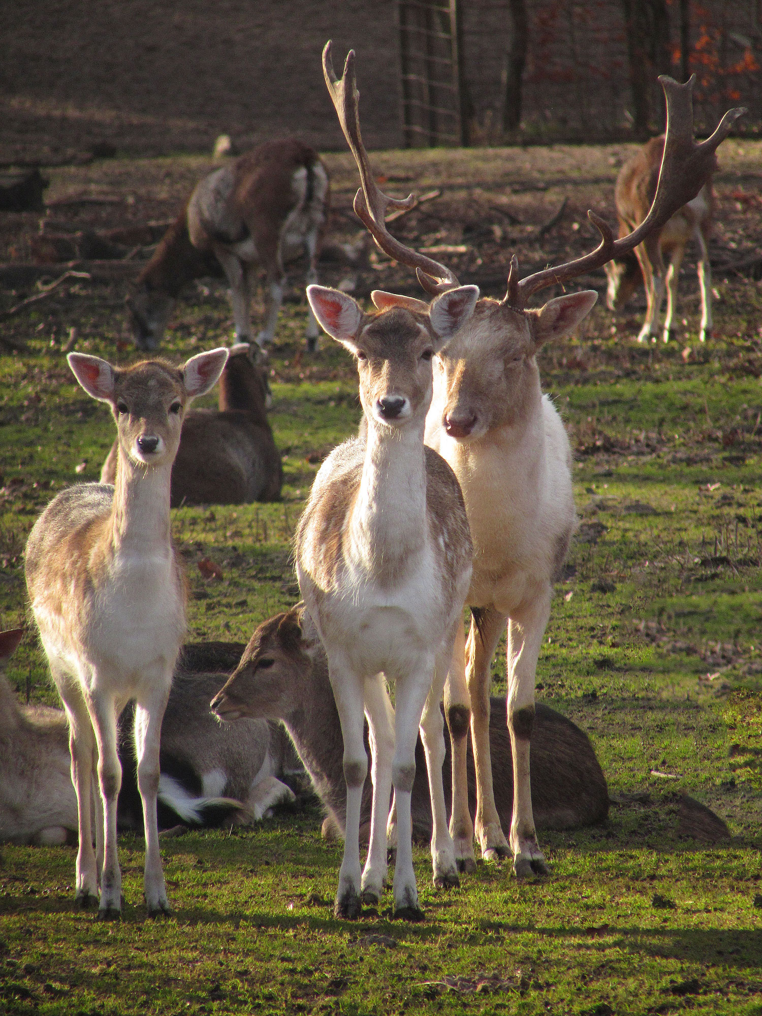 Einhausen Wildpark Damwild