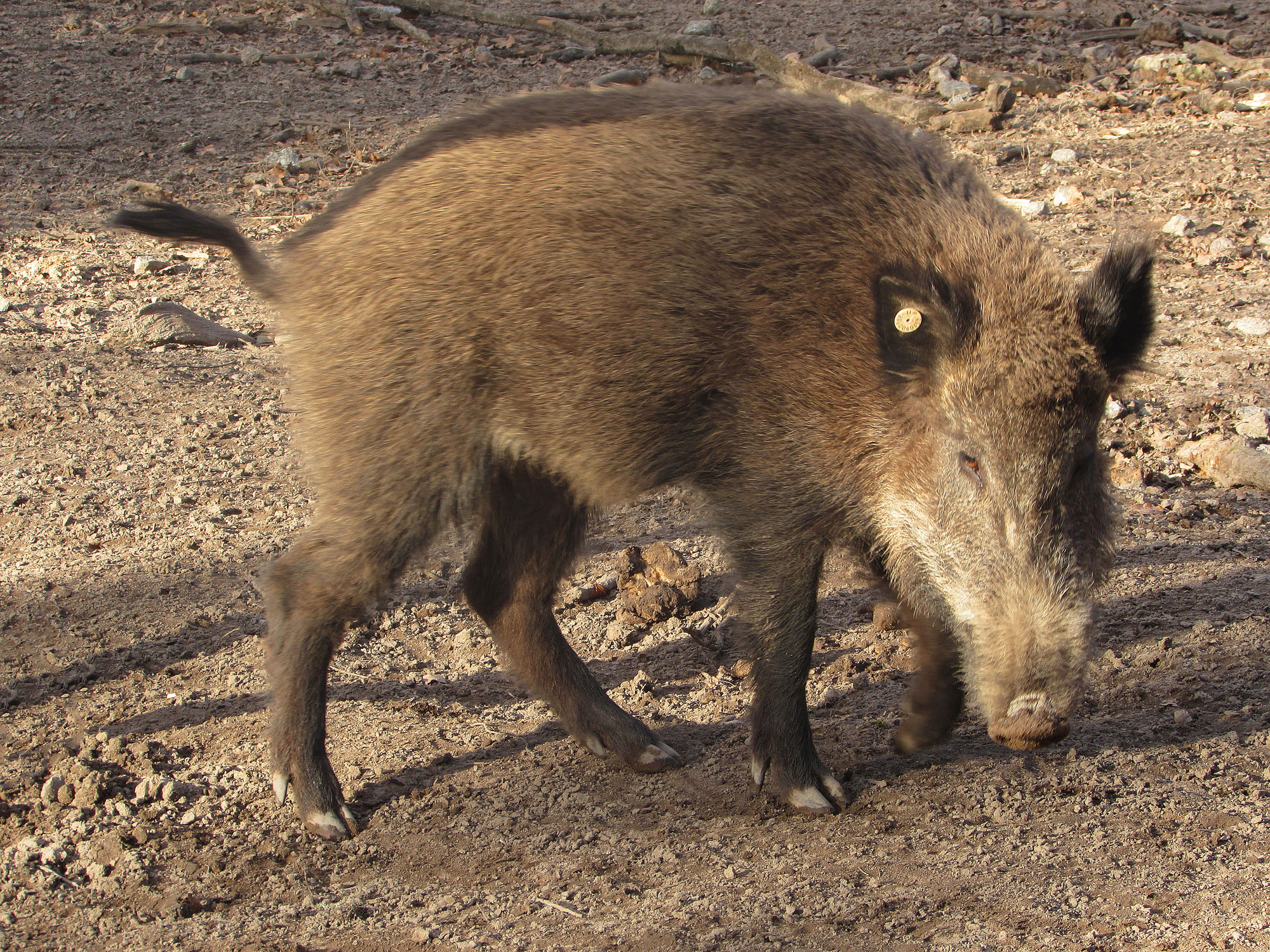 Einhausen Wildpark Wildschwein