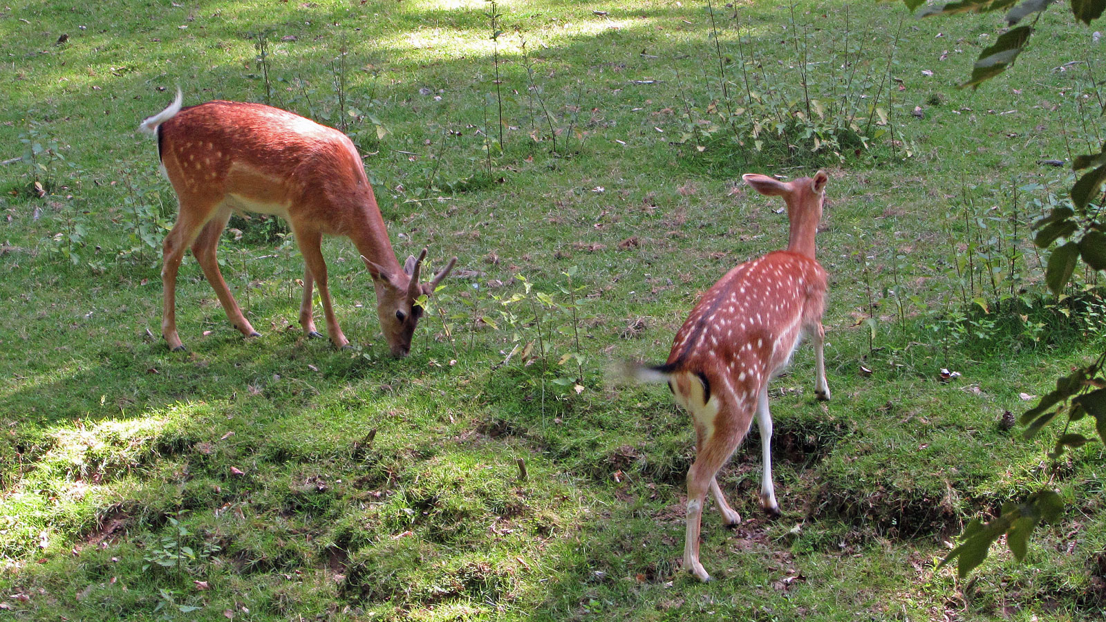 Erbach (Odenwald) Wildpark Rehe