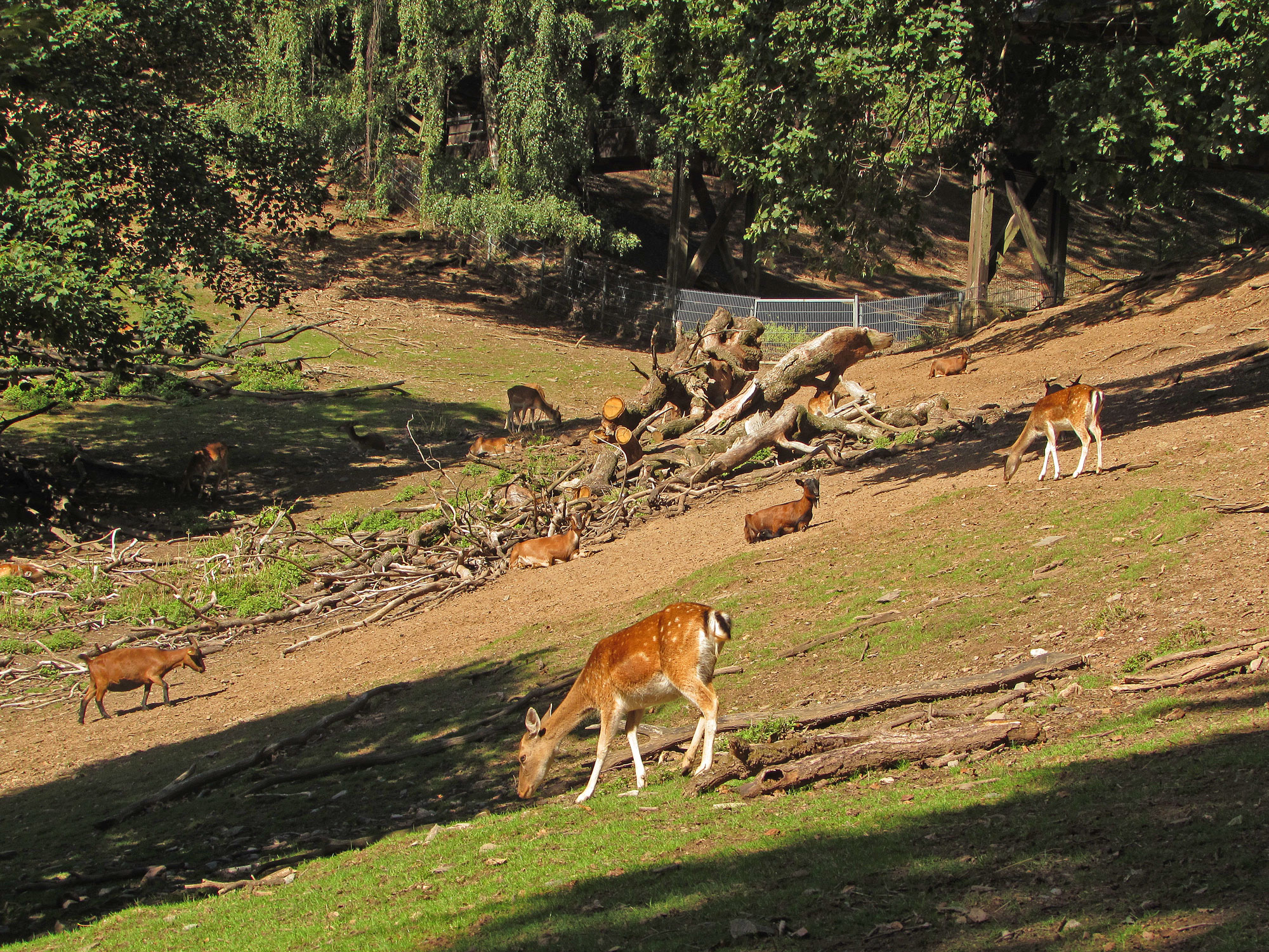 Fürth Odenwald Bergtierpark total