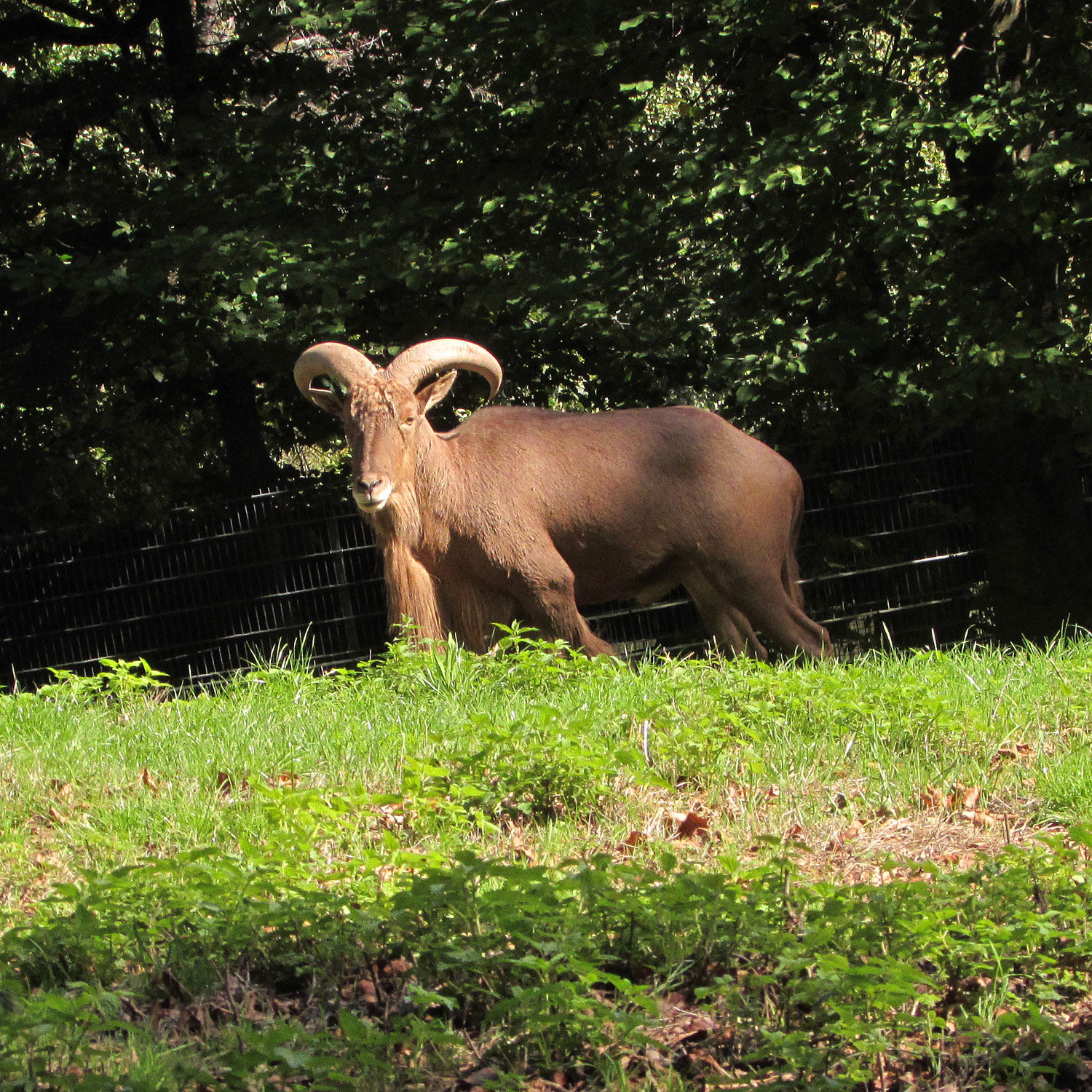 Fürth (Odenwald) Bergtierpark Mähnenspringer