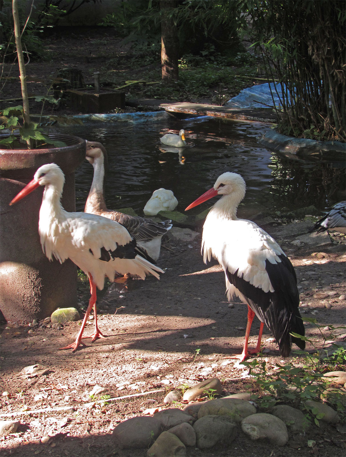 Groß-Gerau Fasanerie Störche