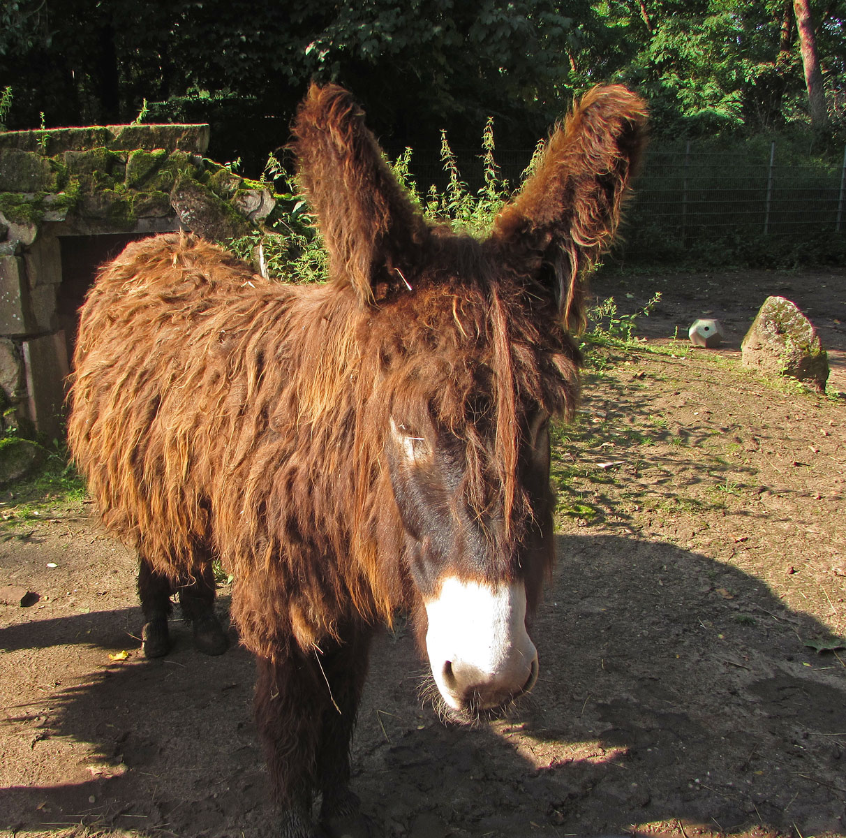 Groß-Gerau Fasanerie Poitou-Esel