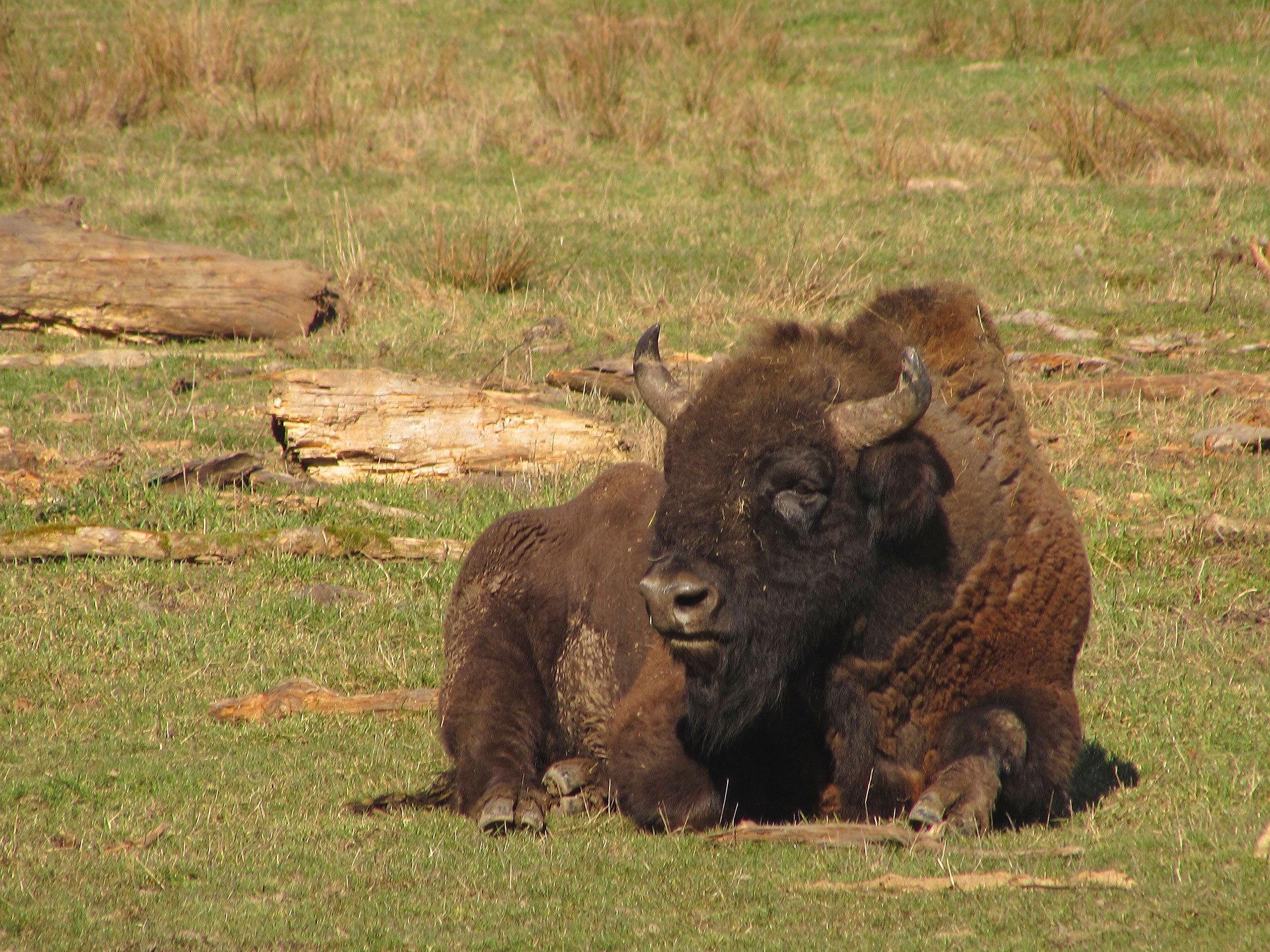Michelstadt Wildpark Eulbach Wisent