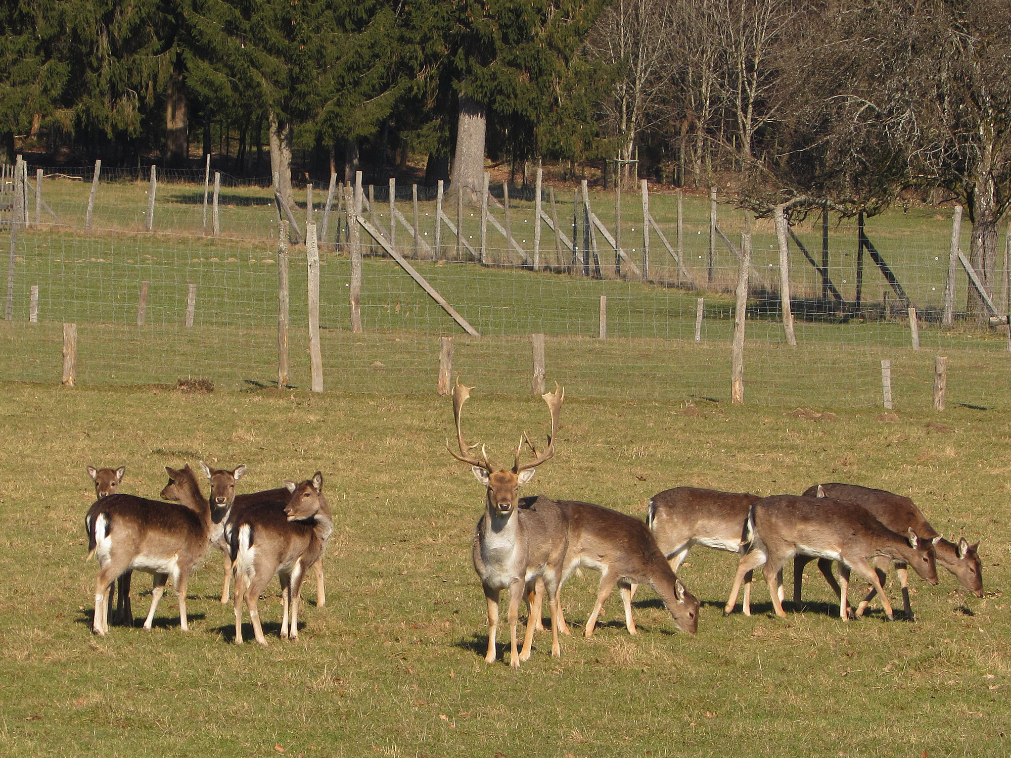 Michelstadt Wildpark Eulbach Damwild