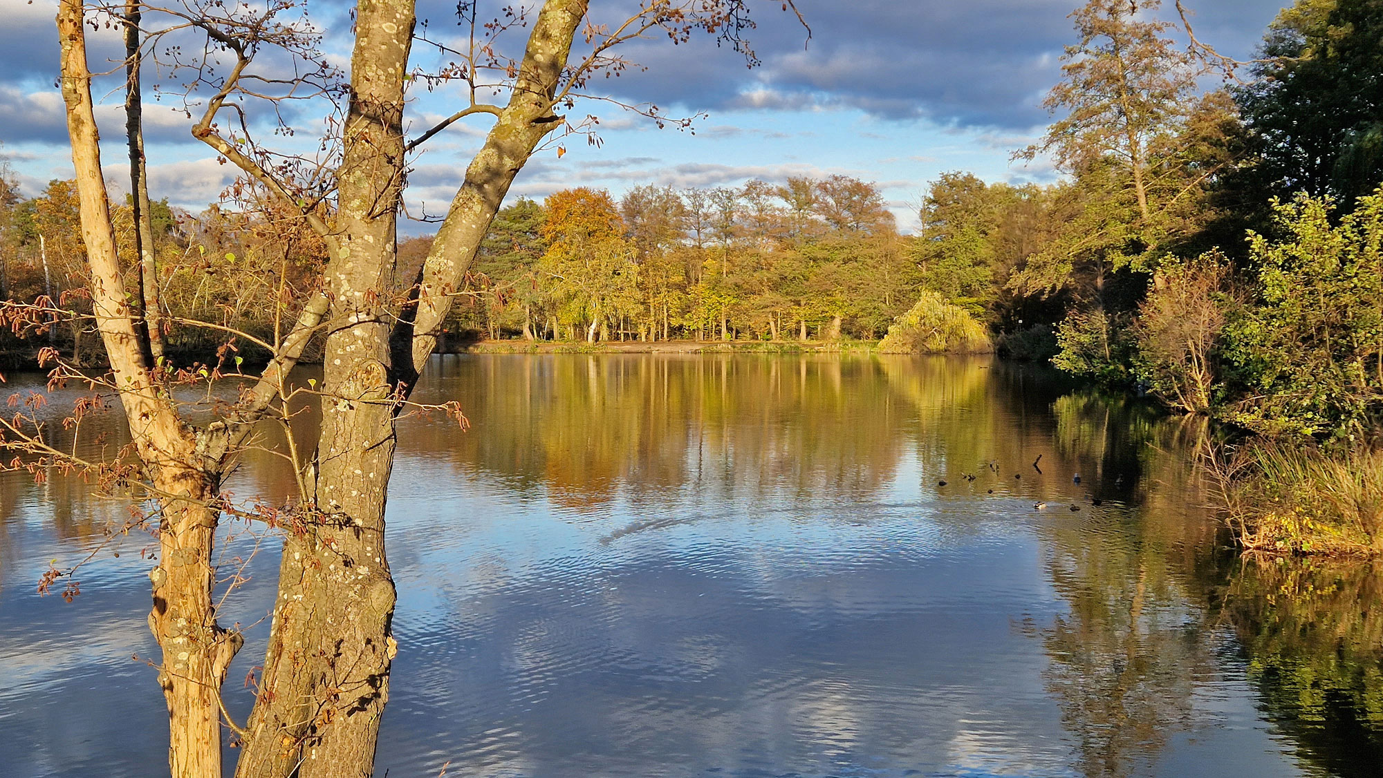 Mörfelden-Walldorf Gundbachteich Herbst