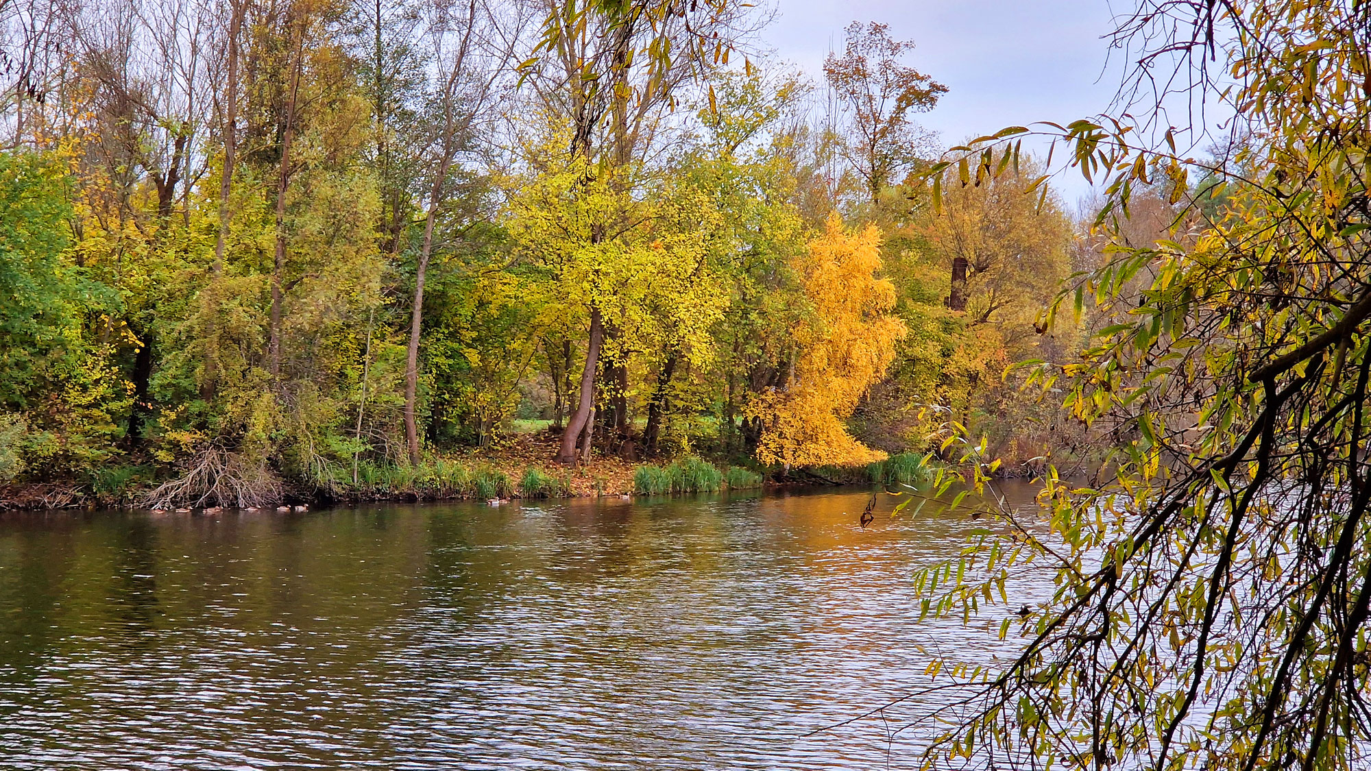 Nauheim Hegbachsee Herbst