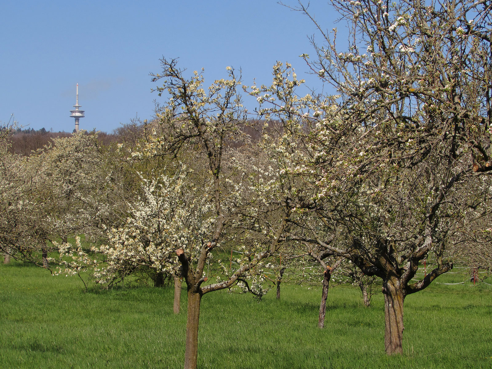 Rosbach vor der Höhe Obstbaumblüte
