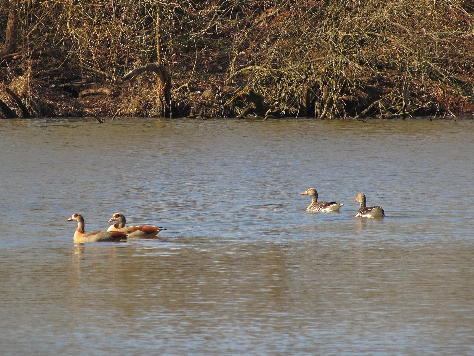 Wildeck Rhäden Graugänse