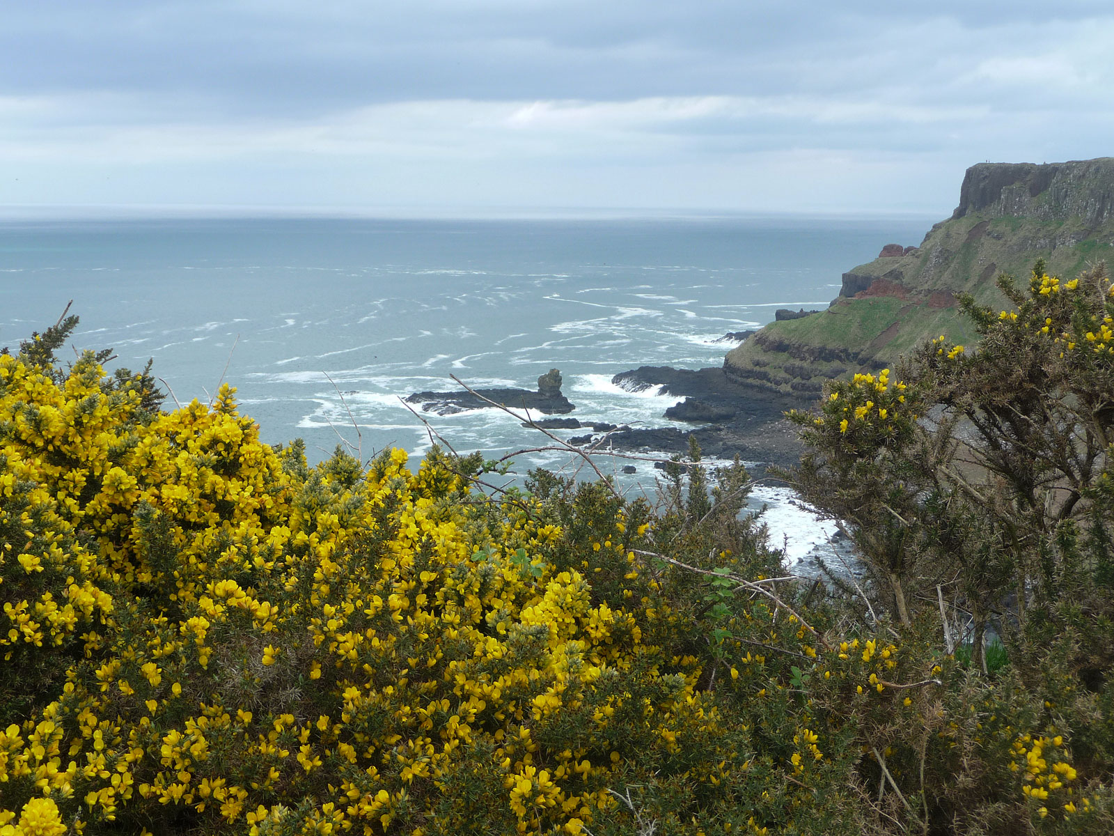 Nordirland Giant's Causeway Ginster