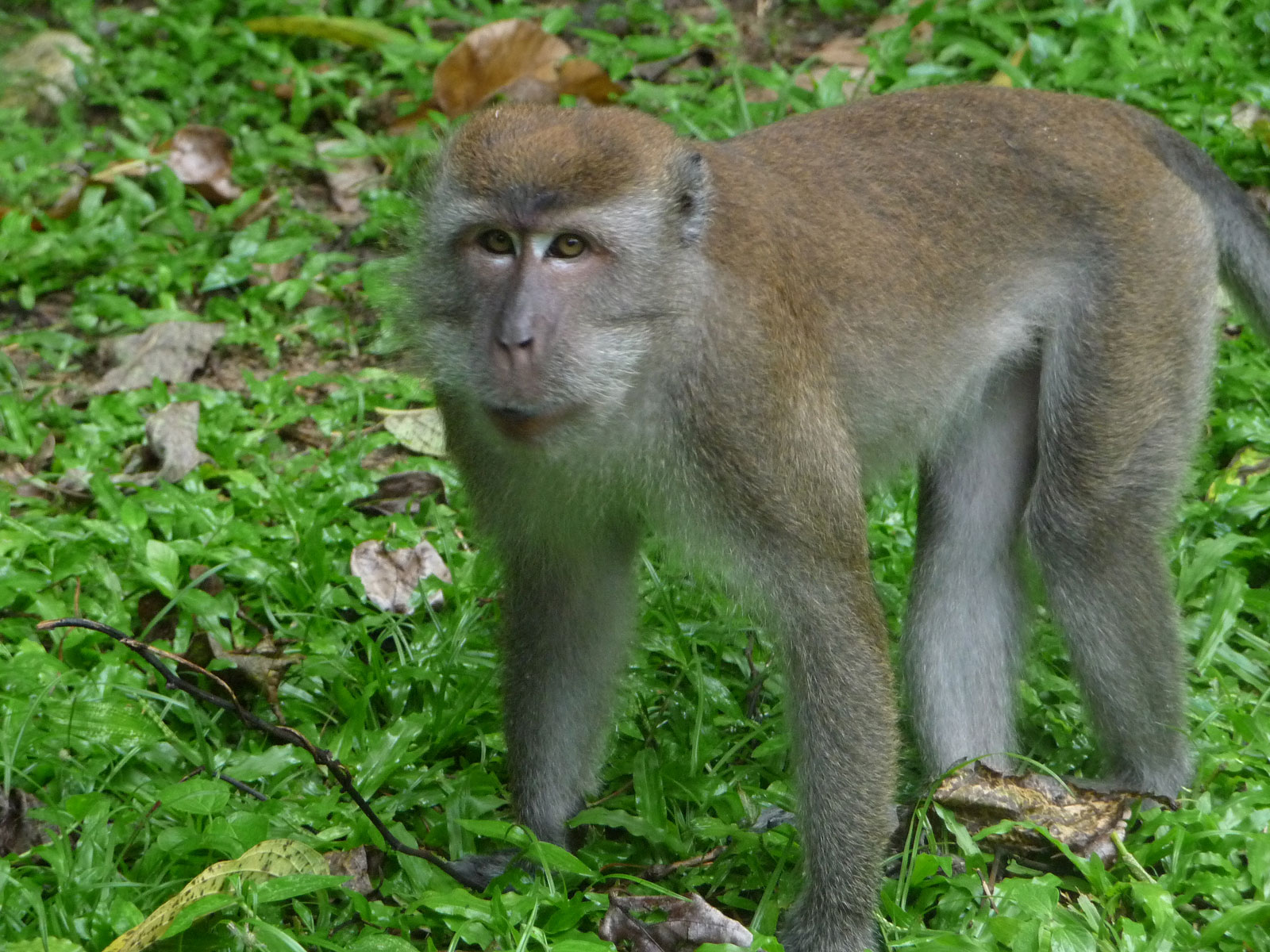 Kuala Lumpur Mont Kiara Park Makake