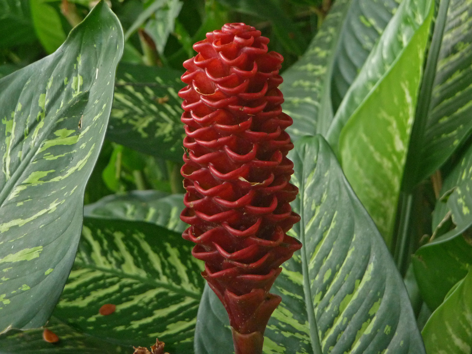 Malaysia Taman Negara rote Scheinblüte