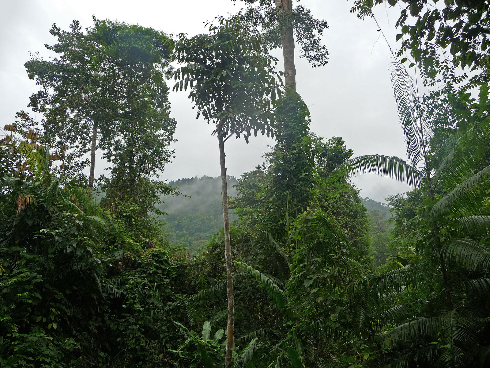 Malaysia Taman Negara Vegetation