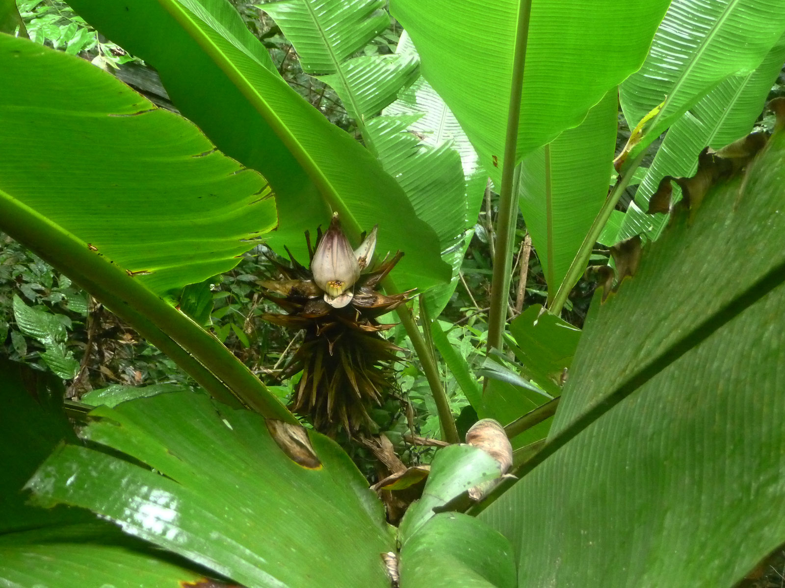 Malaysia Taman Negara Bananenstaude