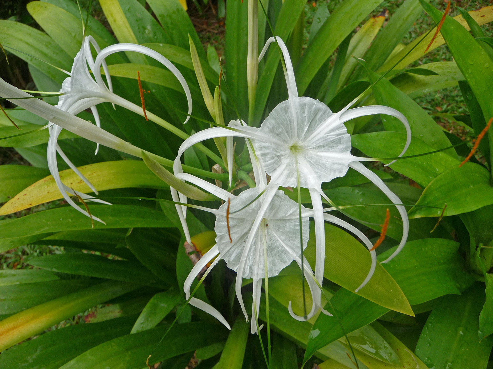 Malaysia Taman Negara weiße Blume