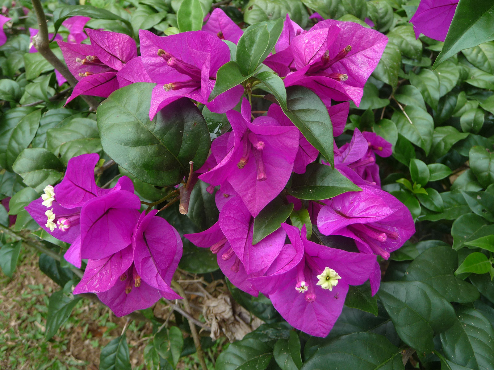 Malaysia Taman Negara violette Blume
