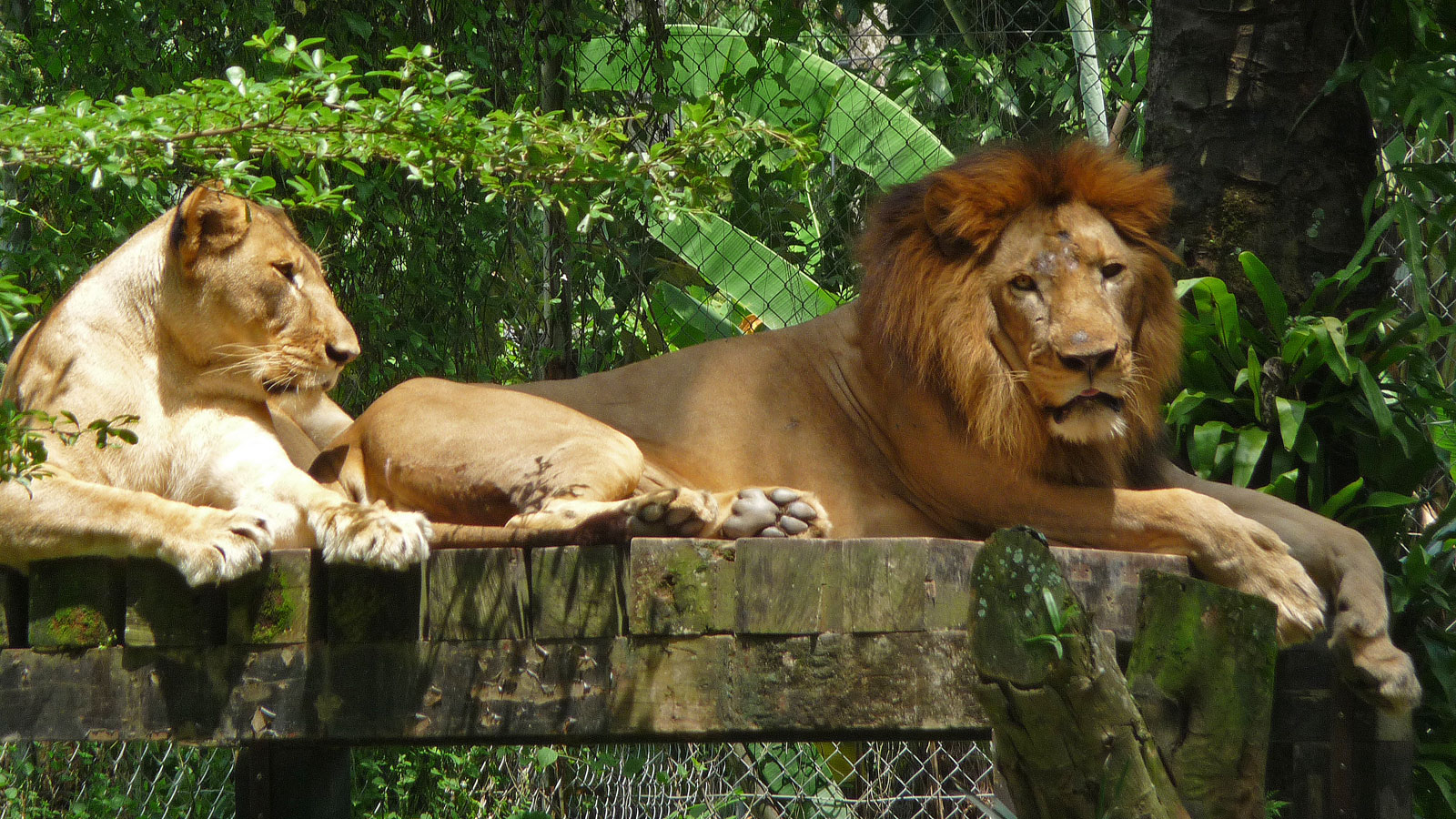 Kuala Lumpur Zoo Löwen