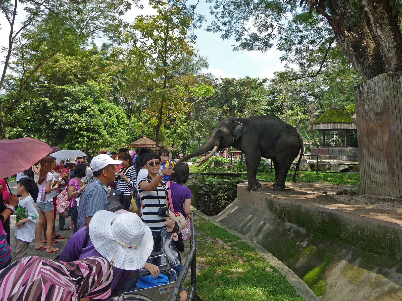 Kuala Lumpur Zoo Besucher füttern Elefant