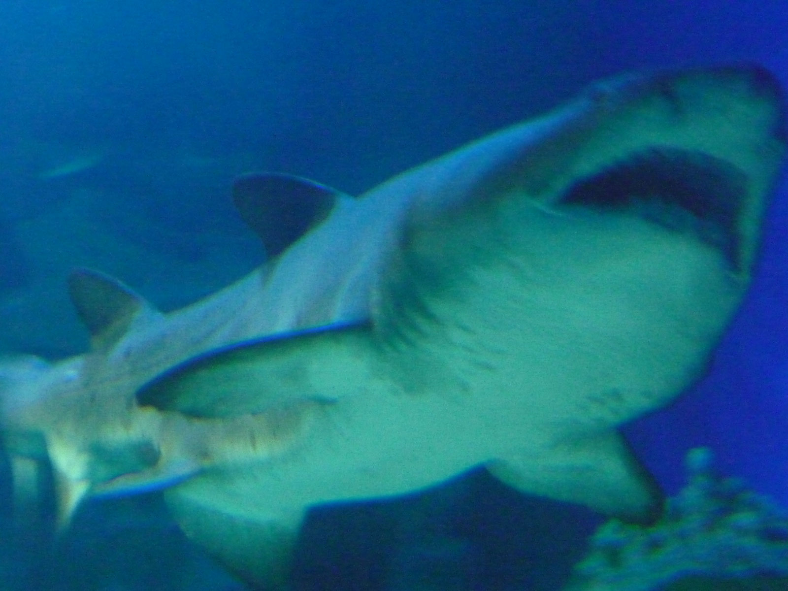 Kuala Lumpur Aquaria KLCC Hai