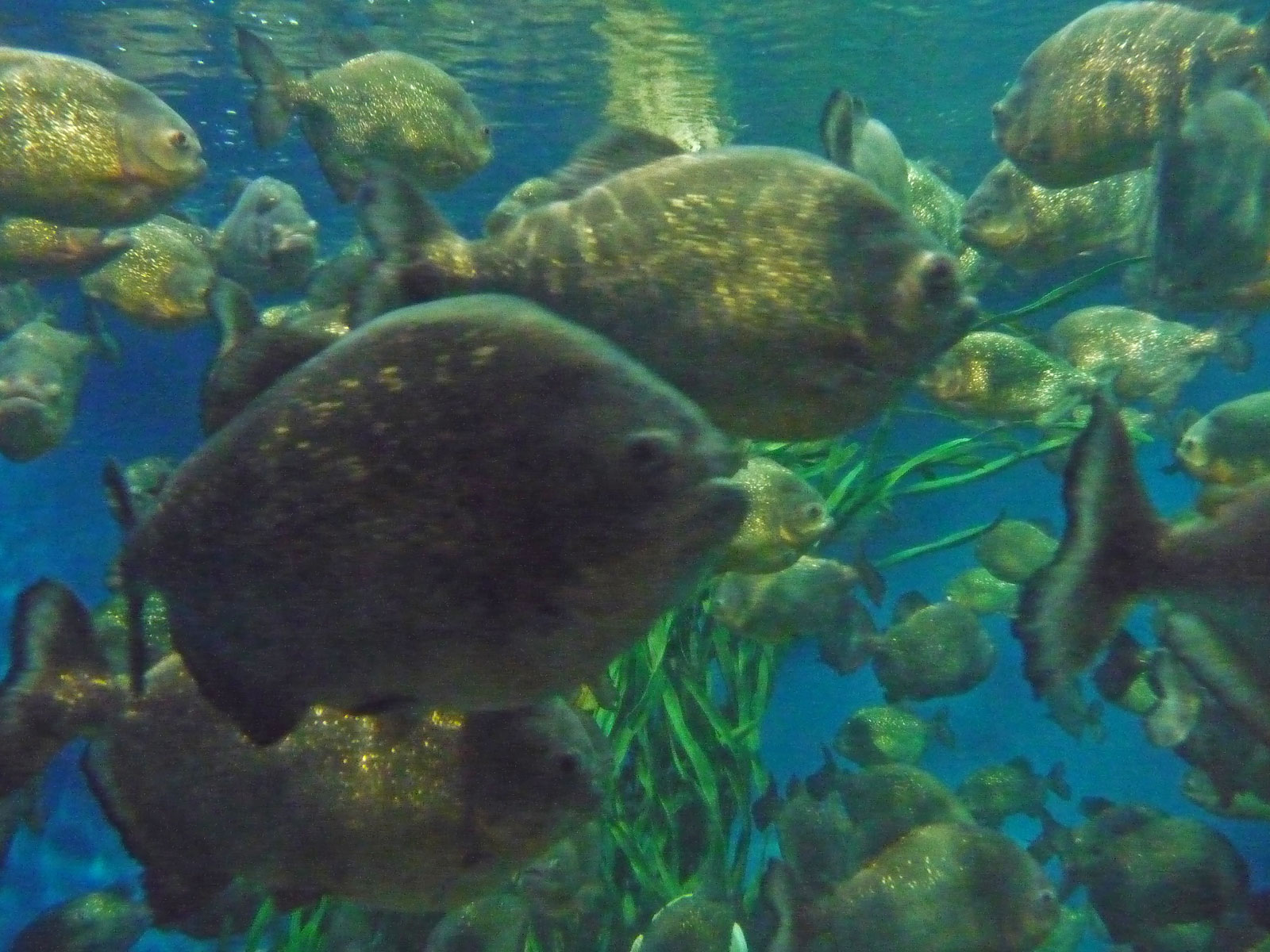 Kuala Lumpur KLCC Fische