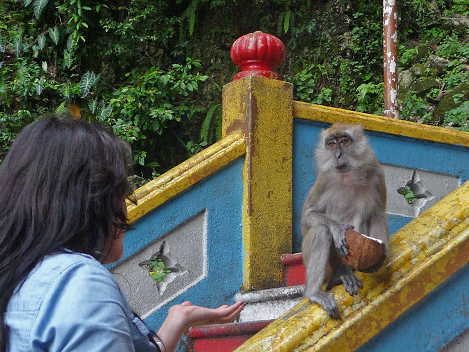 Kuala Lumpur Batu Caves Affe