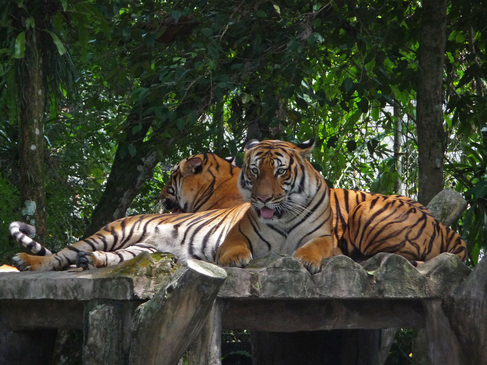 Kuala Lumpur Zoo malaysische Tiger