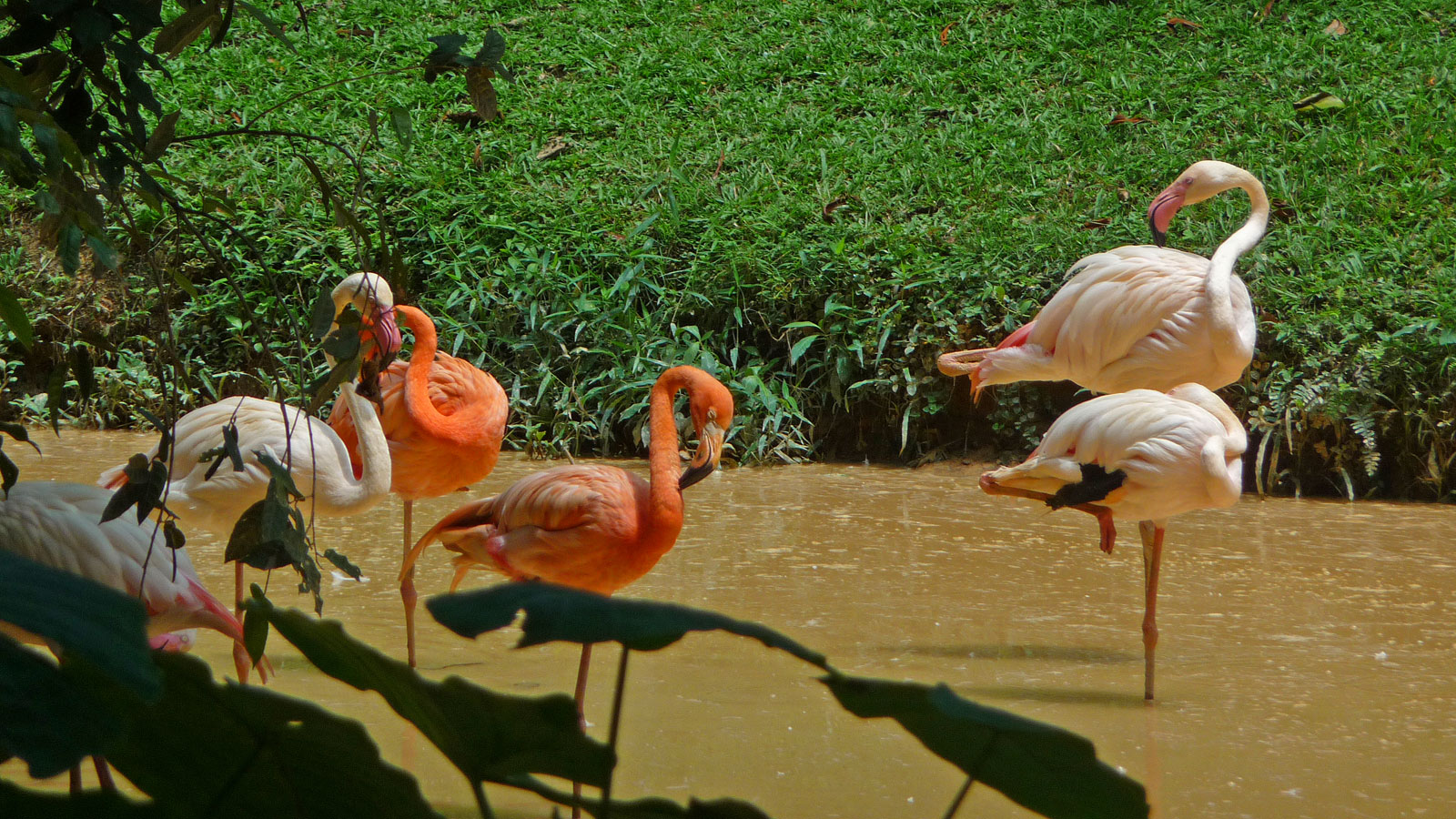 Kuala Lumpur Zoo Flamingos