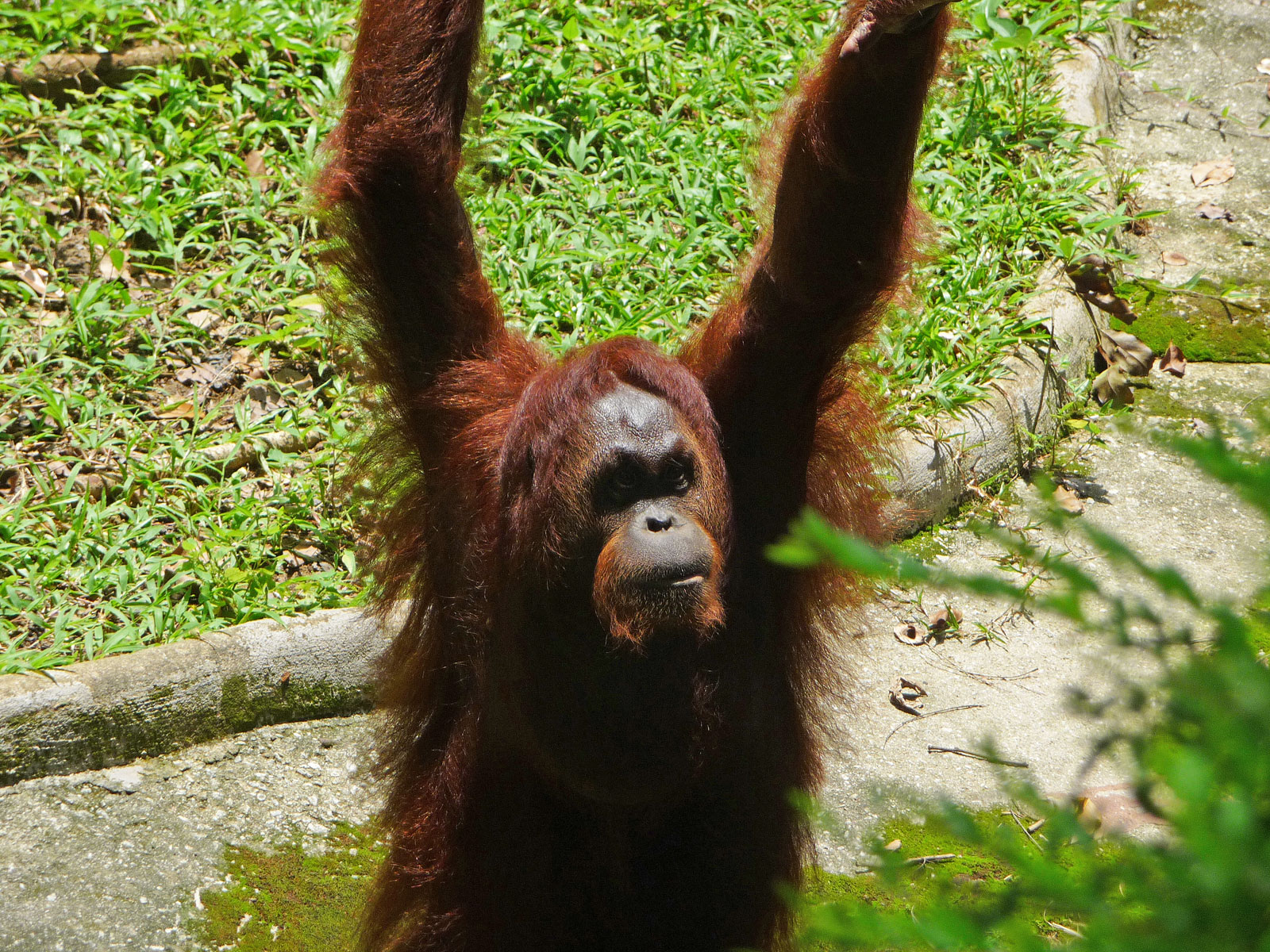 Kuala Lumpur Zoo Orang Utan