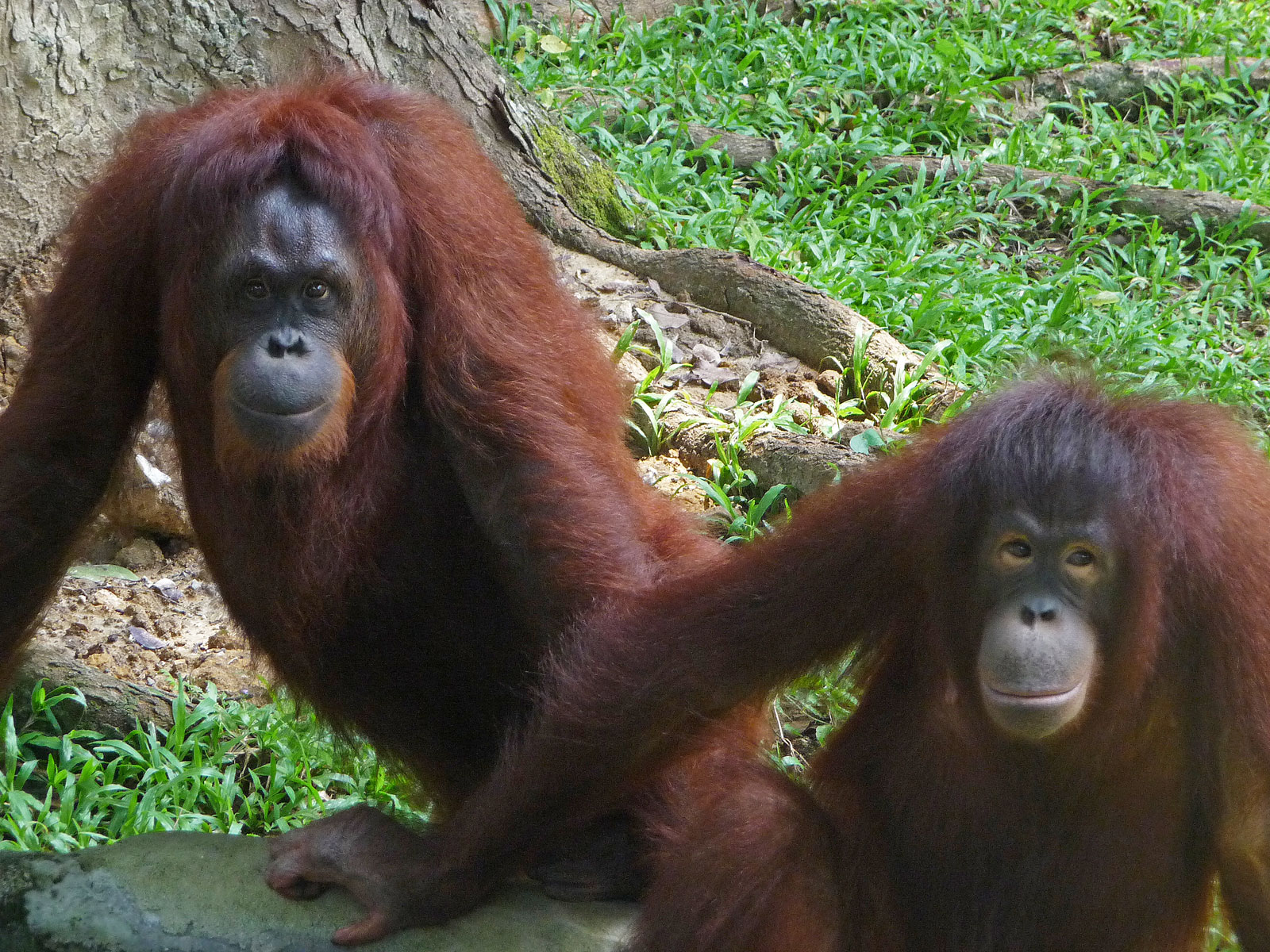 Kuala Lumpur Zoo Orang Utans
